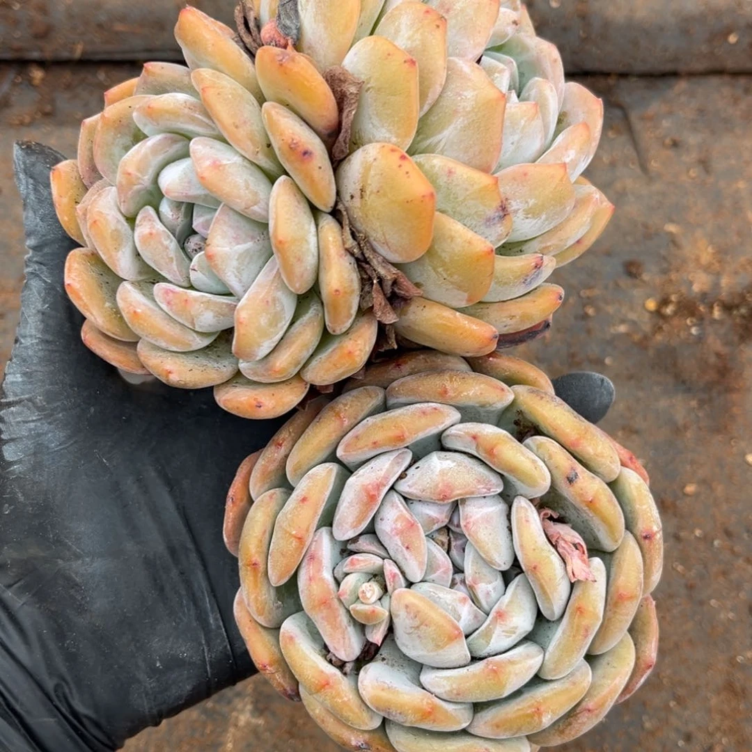 4号新疆西藏内蒙古不包邮