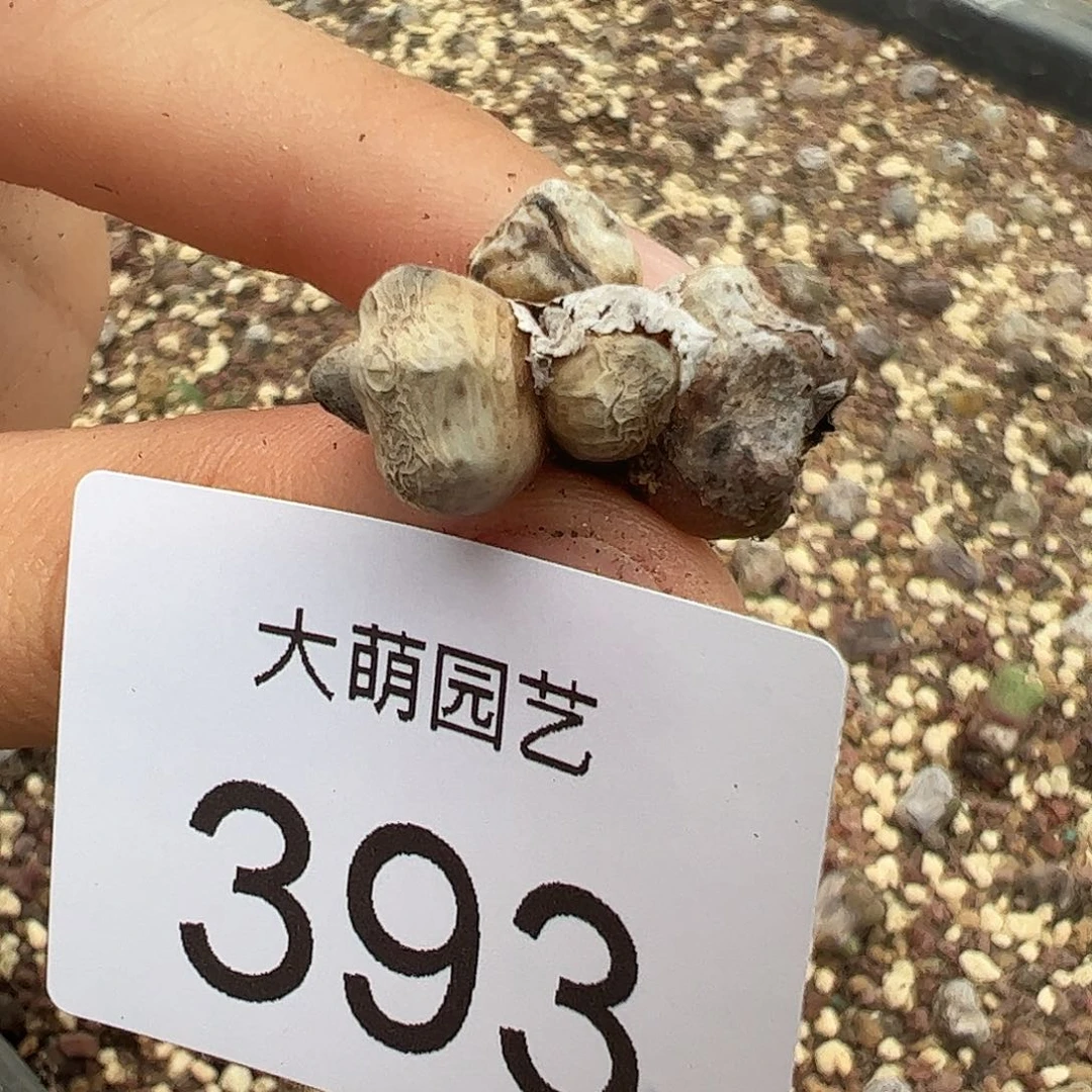 0000393一物一拍……