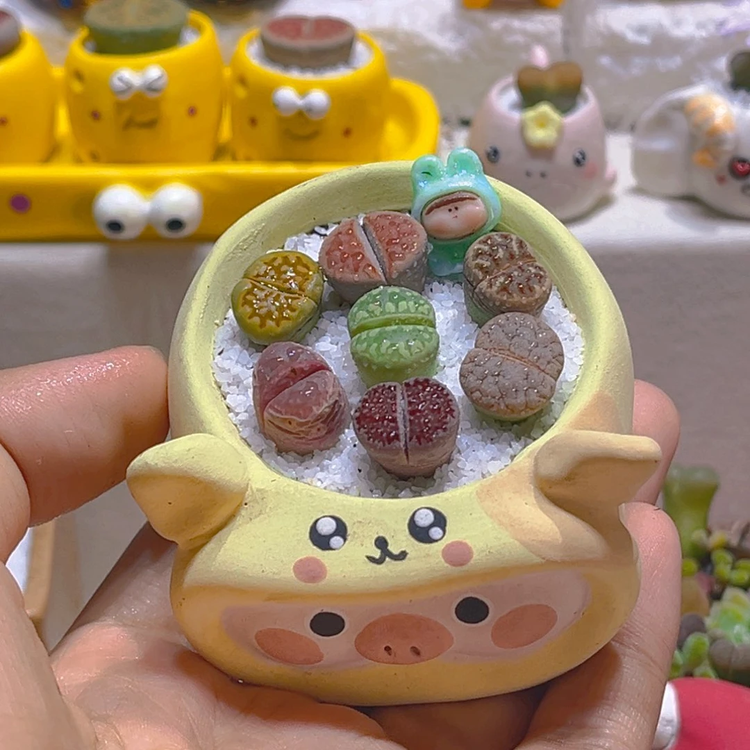 013高端多肉带盆带土手工盆