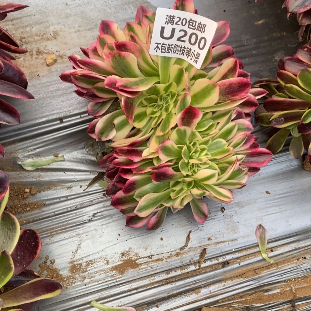 200女巫变异缀化多肉