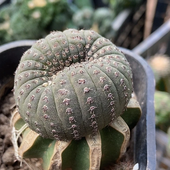 无花朵福利士童缀化915