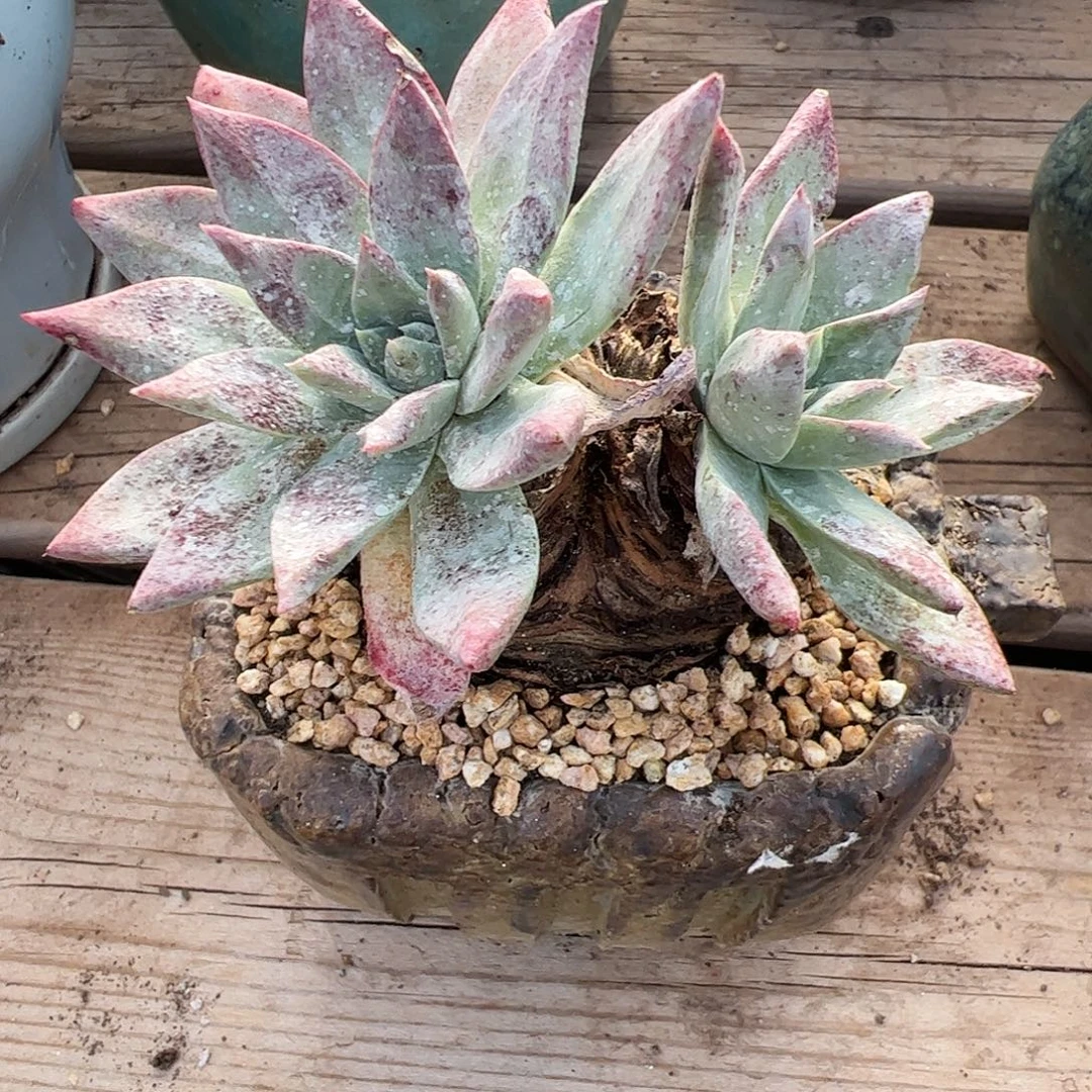 4427流丹白豪苹果叶杂交