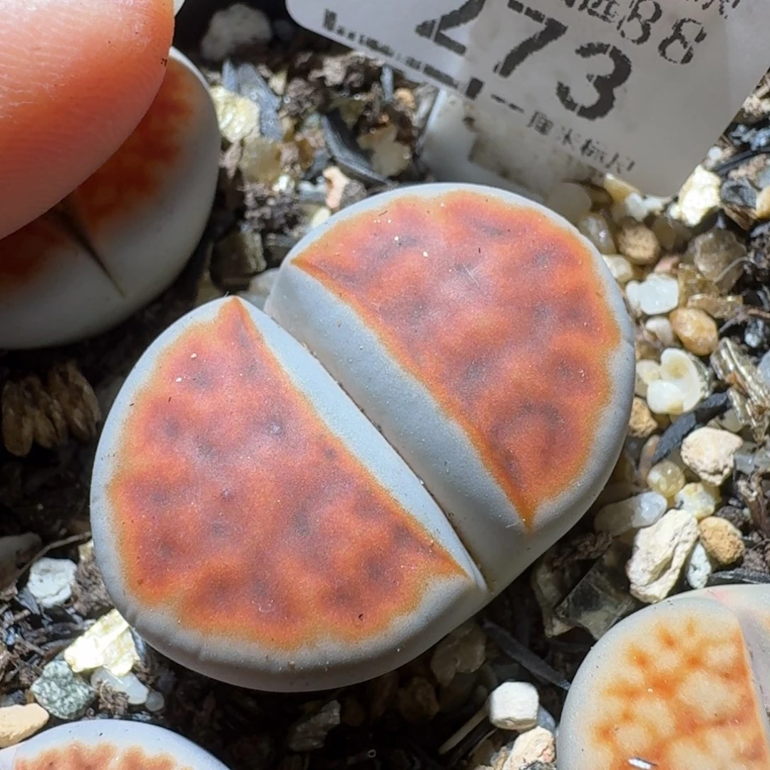 Sss精品系列便宜273