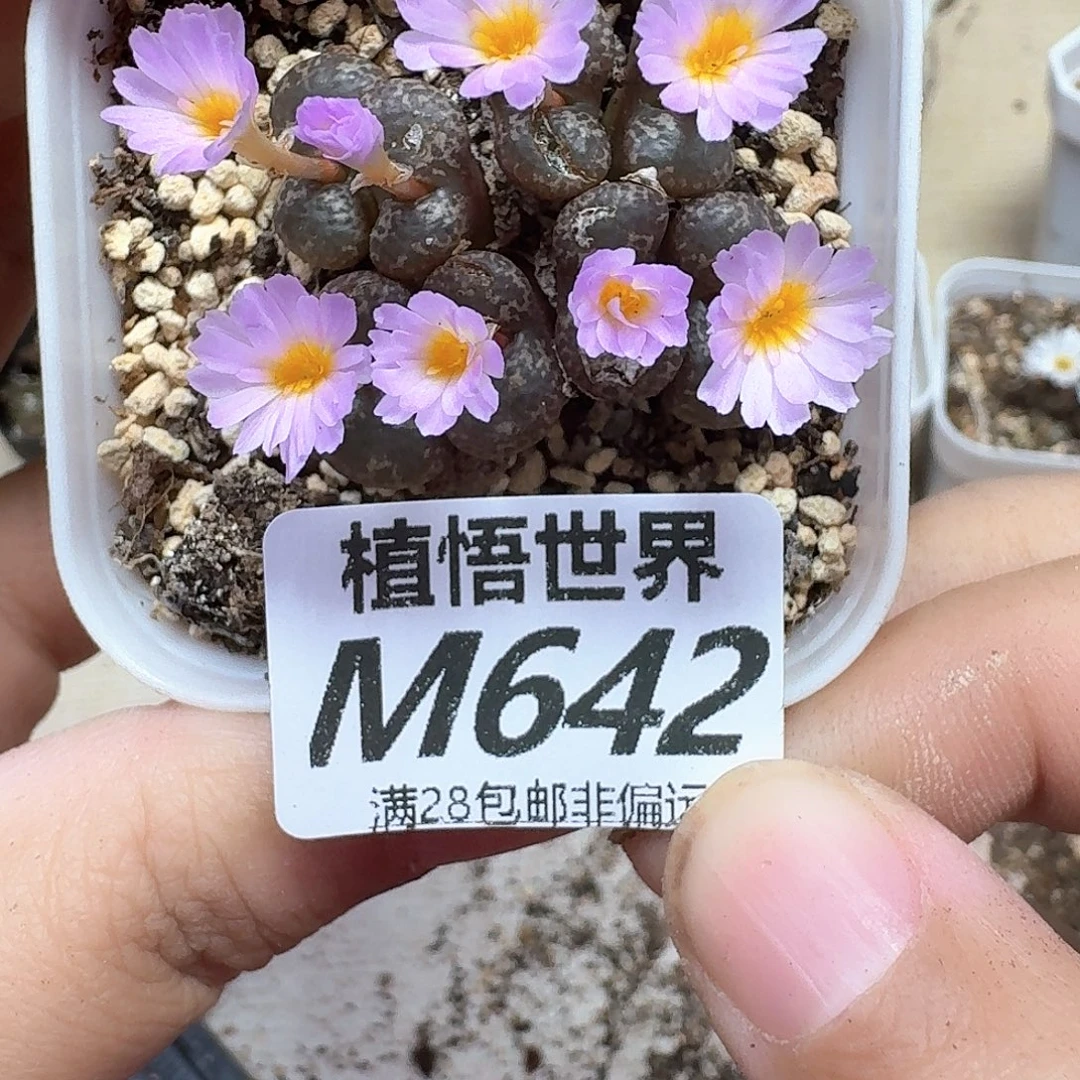 多肉植物的润泽地ef