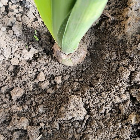 当前无花栽培后可以开花自然球瑞秋直径2.5~3CM 2棵
