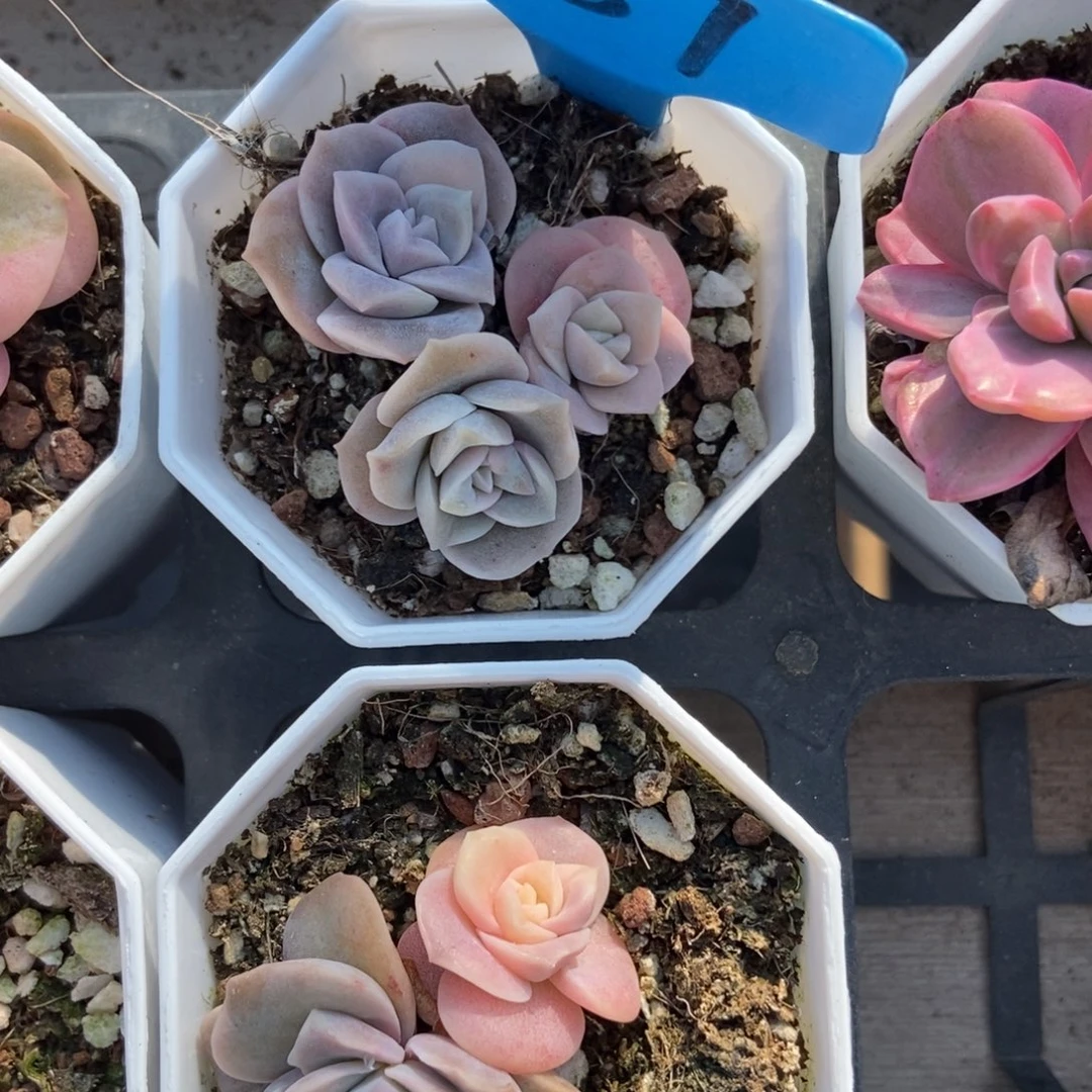 887可爱玫瑰锦多肉