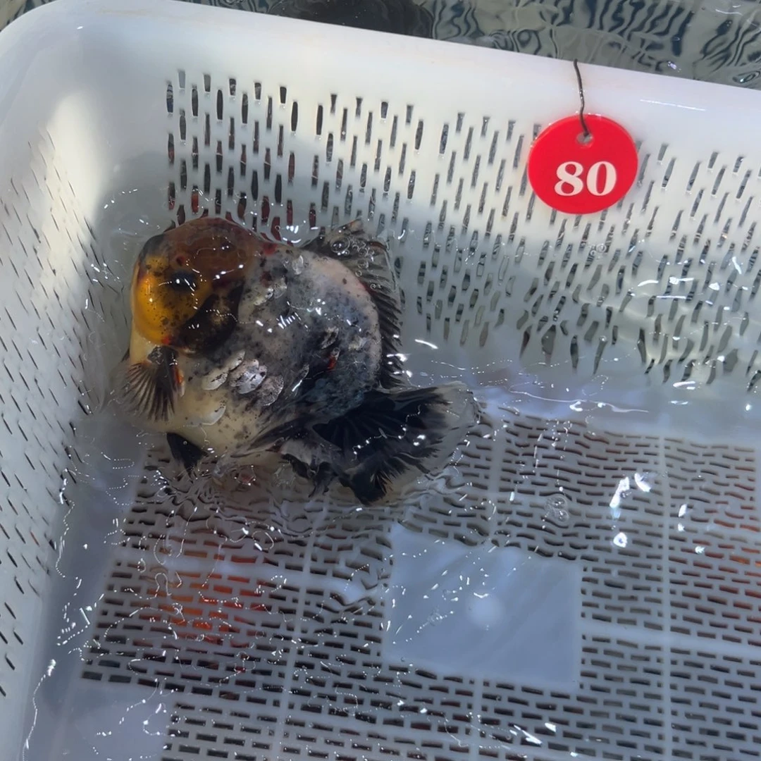 山***军海水鱼你好意思的不给人家面子