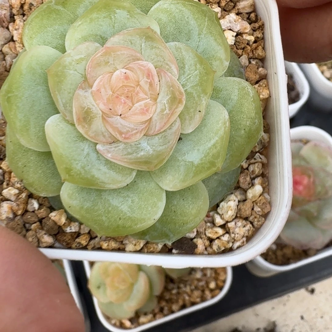 0727-010-嫦娥单头