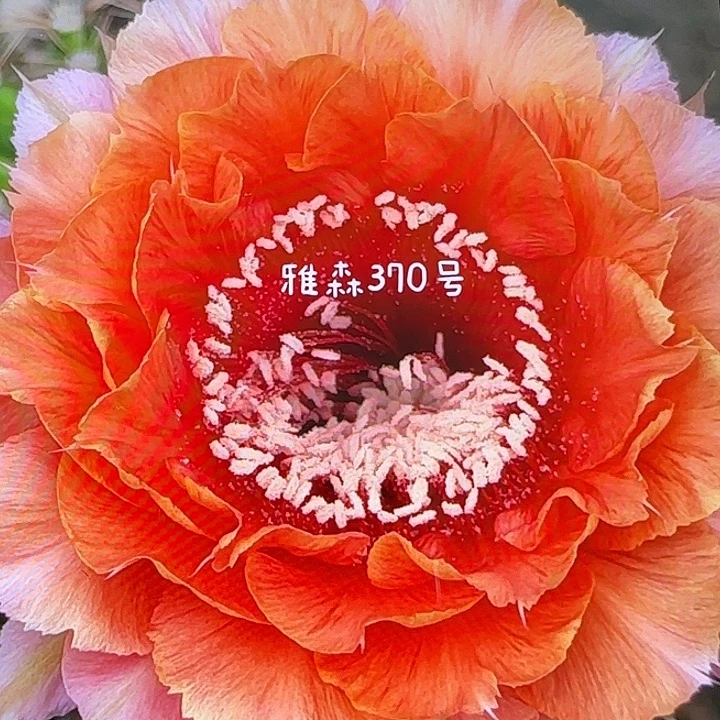 雅森370号自根球6-7公分