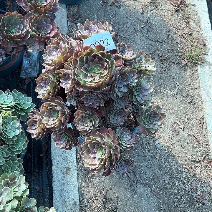 0022赤炎链多肉植物