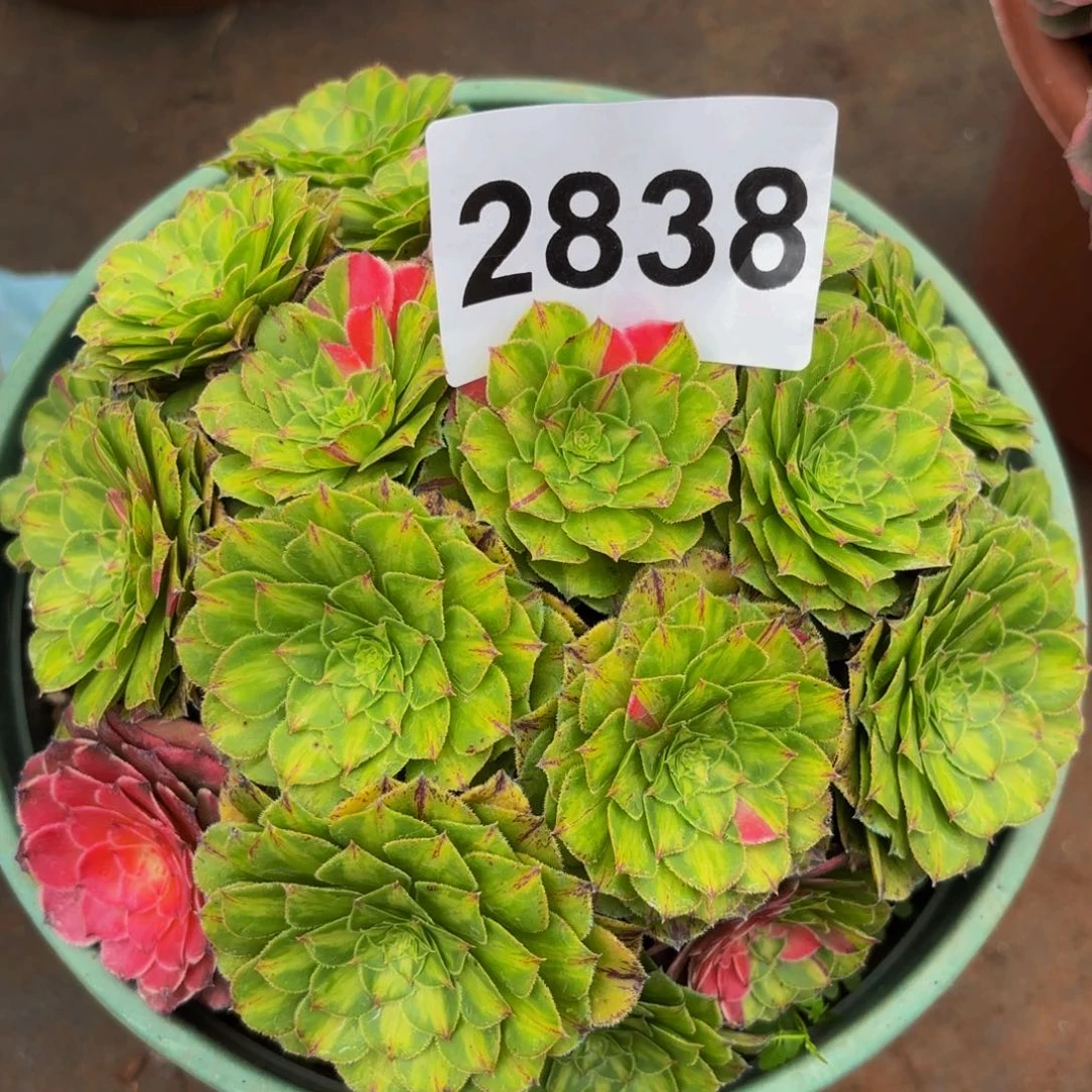 2838多肉植物知否朵朵
