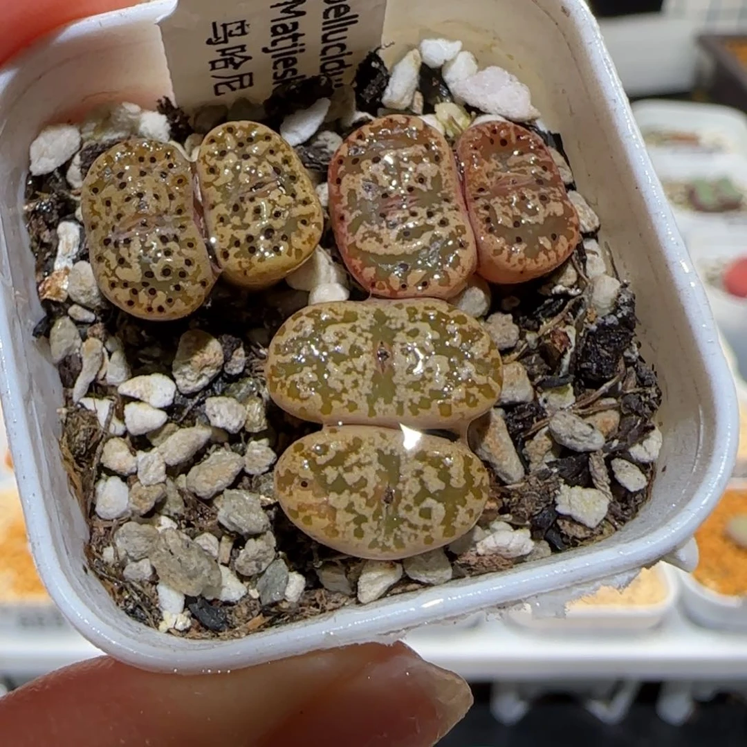 肉锥多肉植物百科-鸟哈尼983