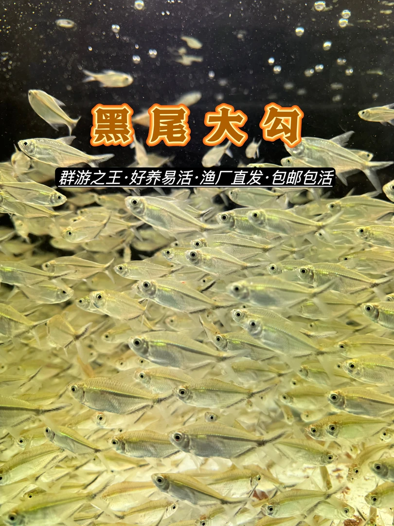 黑尾大勾小型活体热带观赏鱼群游效果好草缸饲养耐活好养