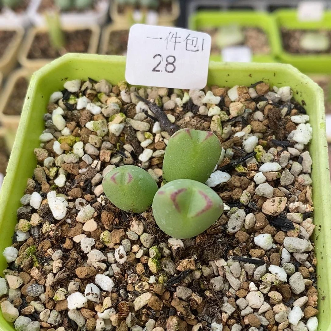 金鱼嘴多肉植物28号