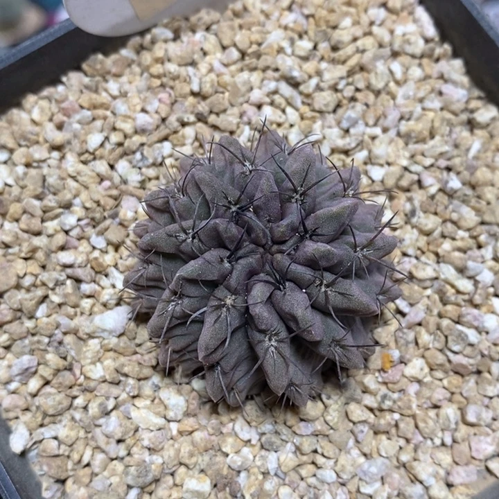 纯****眼专拍122号素妆玉