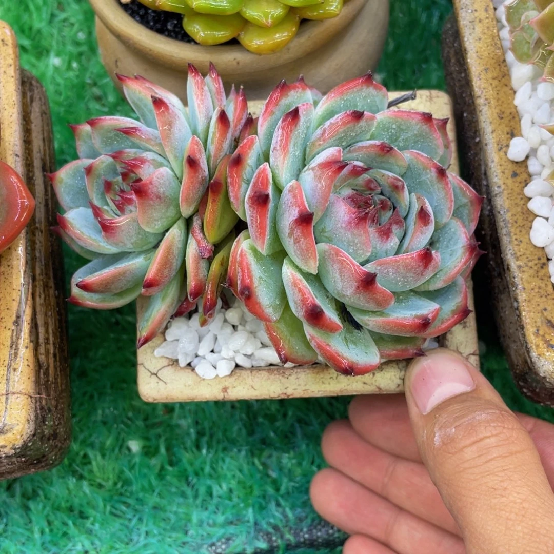 多肉植物盆栽多肉植物