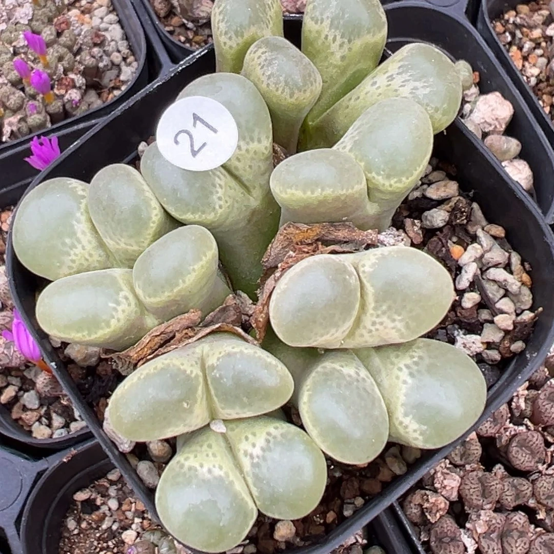 多肉植物11111111111111