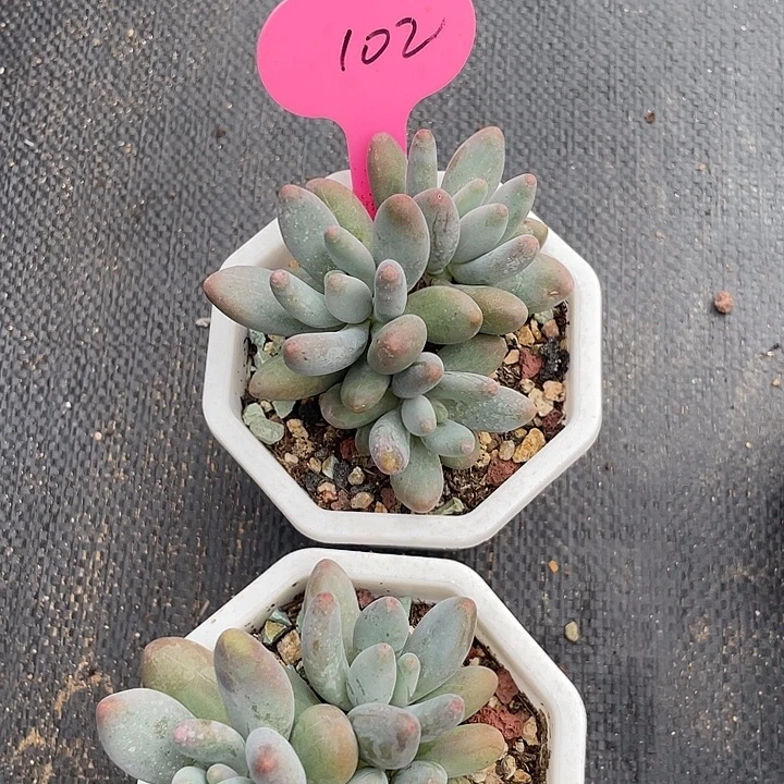 两盆白兰地多肉植物102
