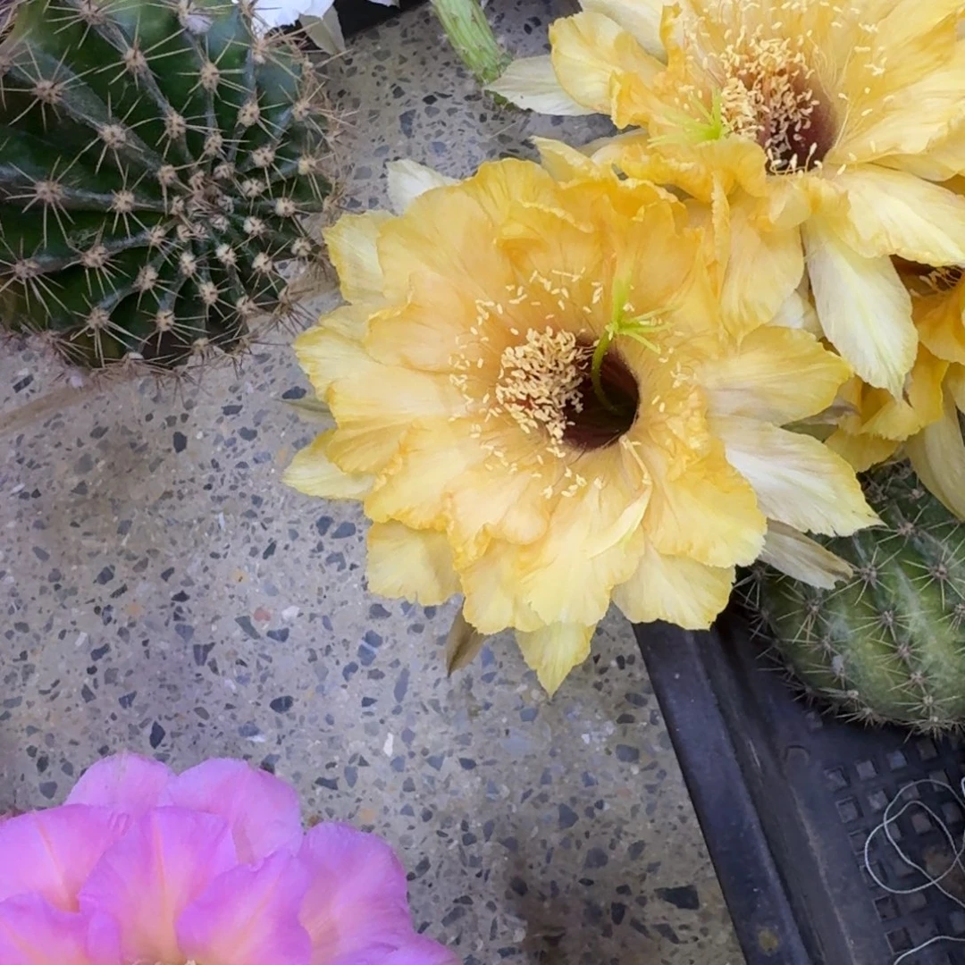 220彩草61歪无根侧牙4公分左右，20包邮