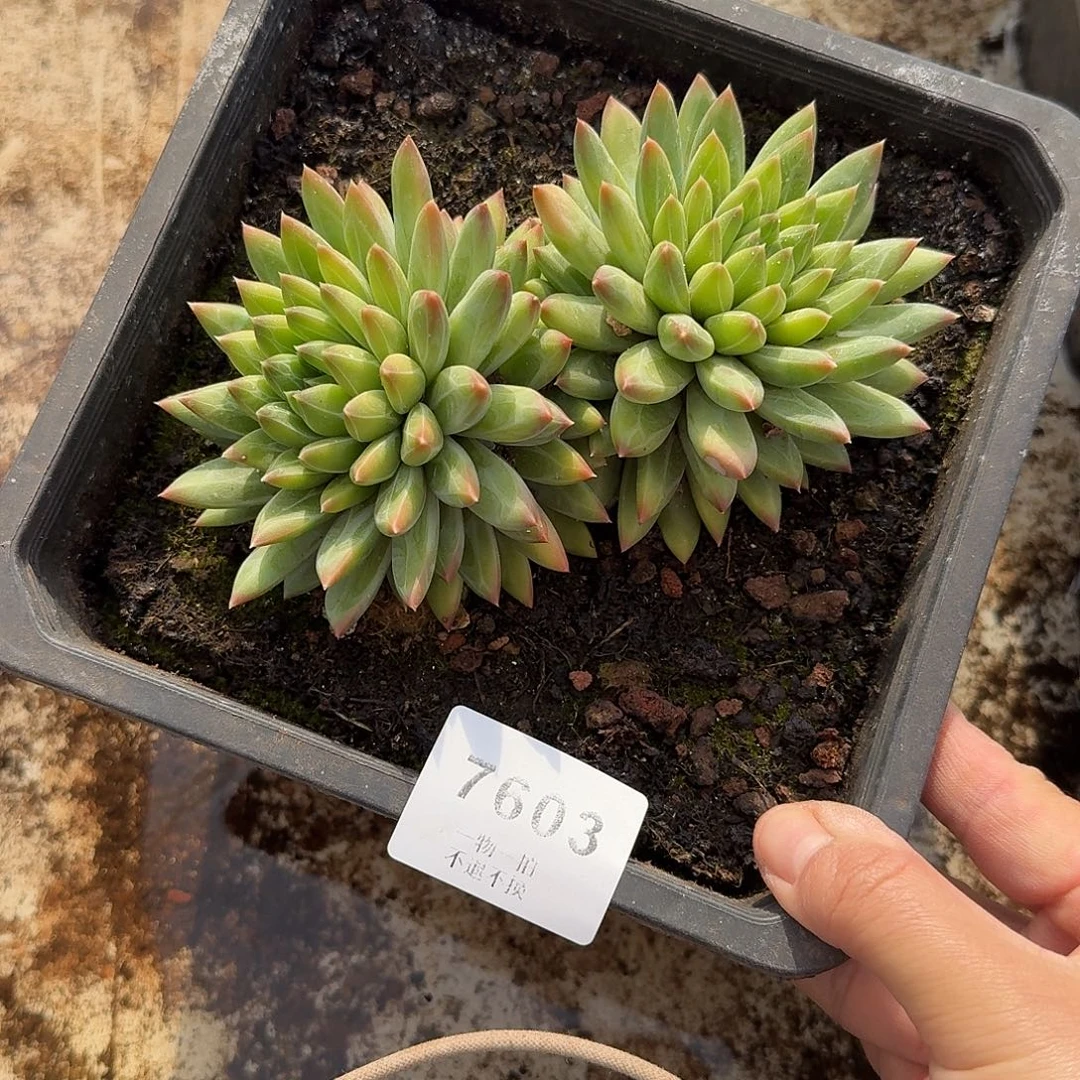 钰***歪7603号青花瓷多肉