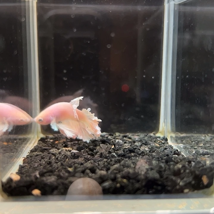 斗鱼跑單拉黑25日51
