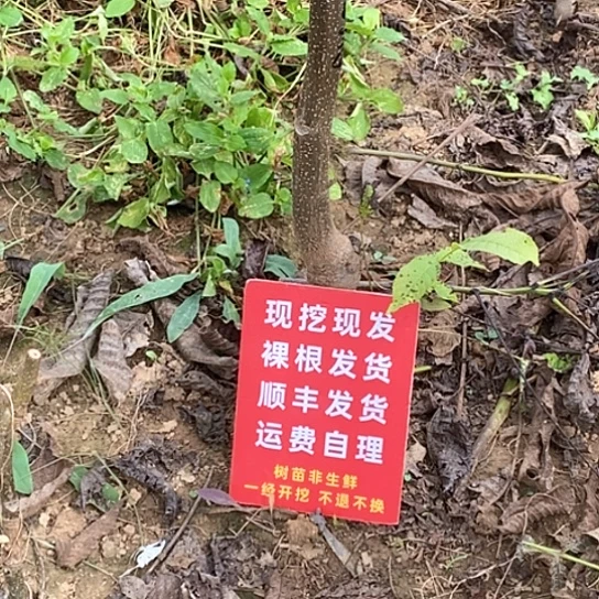 元****吊坠文玩核桃蛤蟆元宝各一颗
