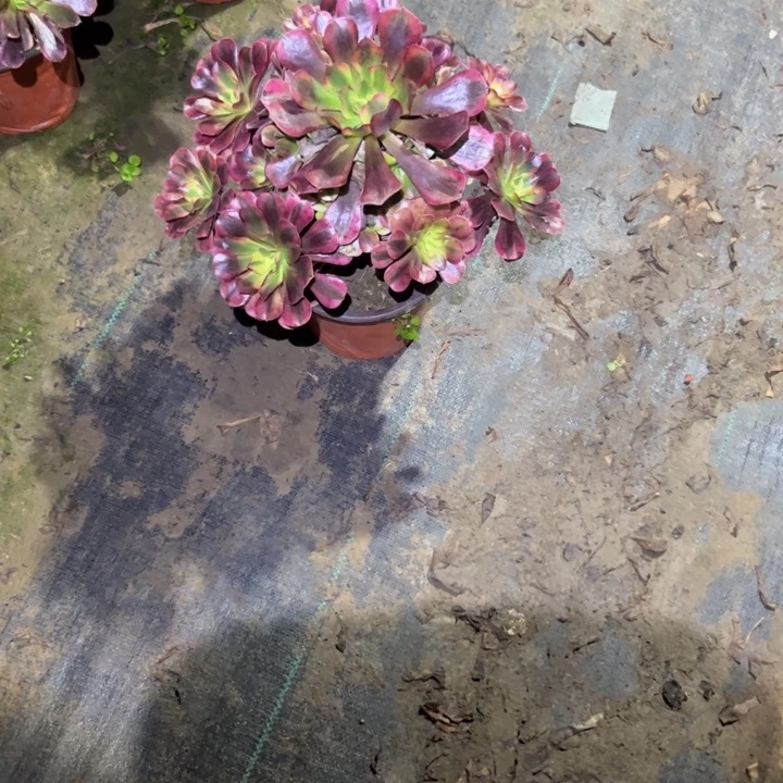 不包侧枝一物一拍234