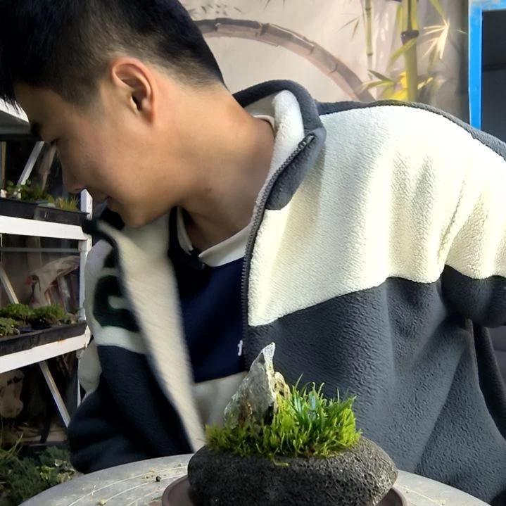 糖*猫小盆景小植物一物一拍176