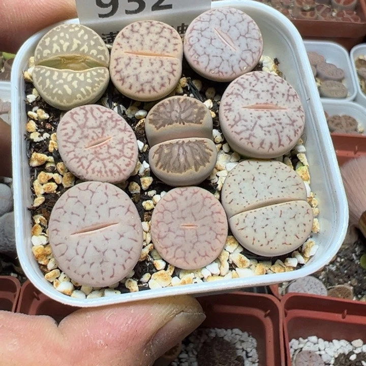 【闪购商品】 932。