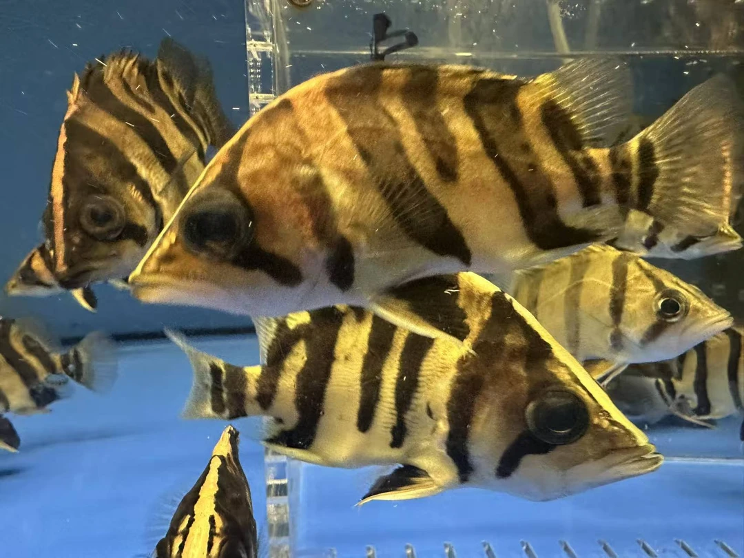 苏门达腊虎观赏鱼 四纹虎