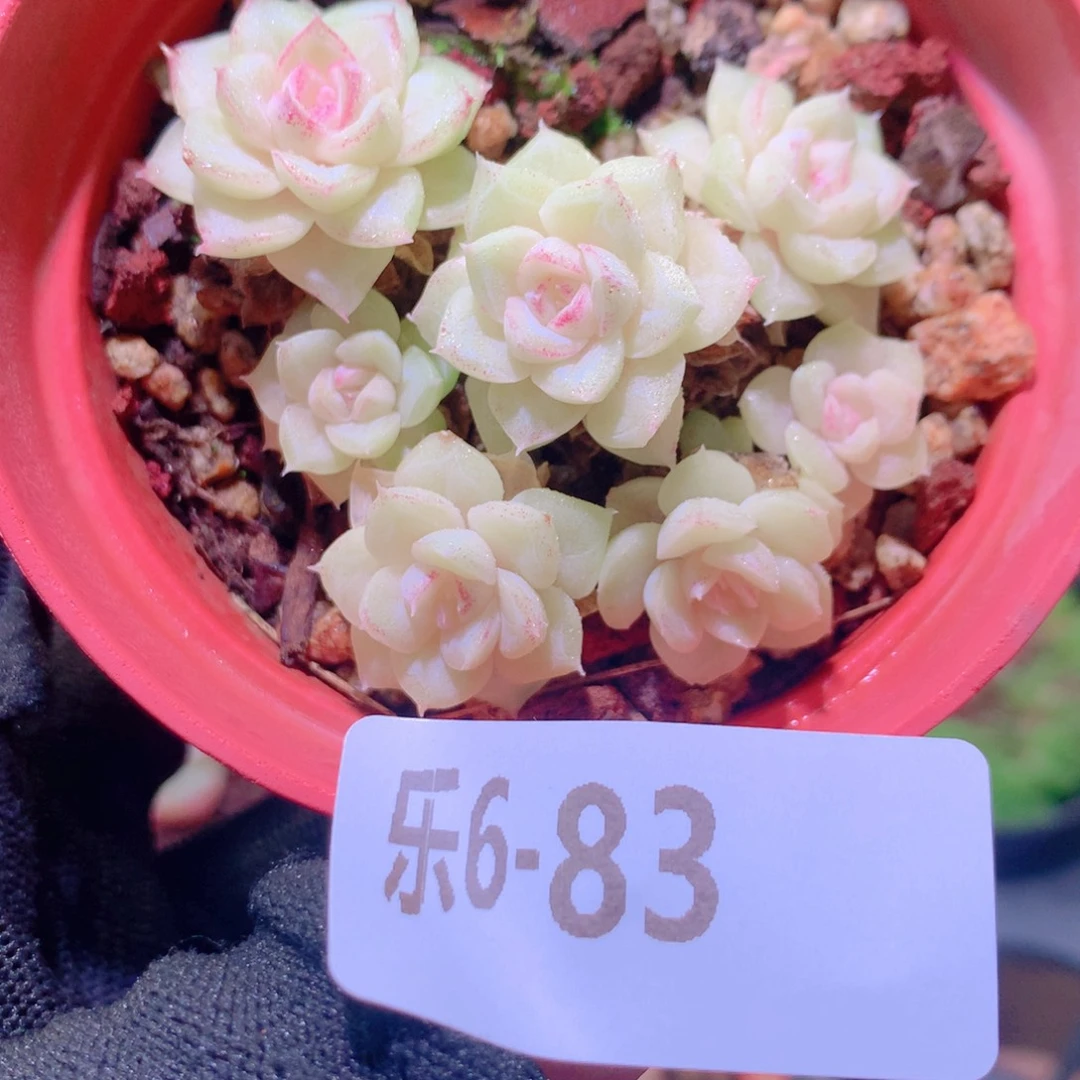 乐然 6-83 白天鹅群 不包整