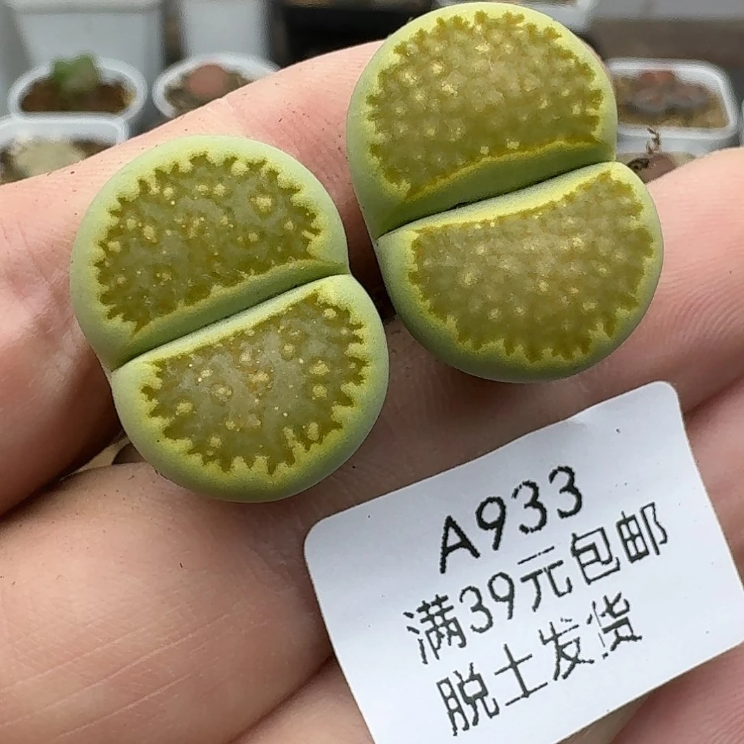 933多肉哈哈哈哈哈哈哈