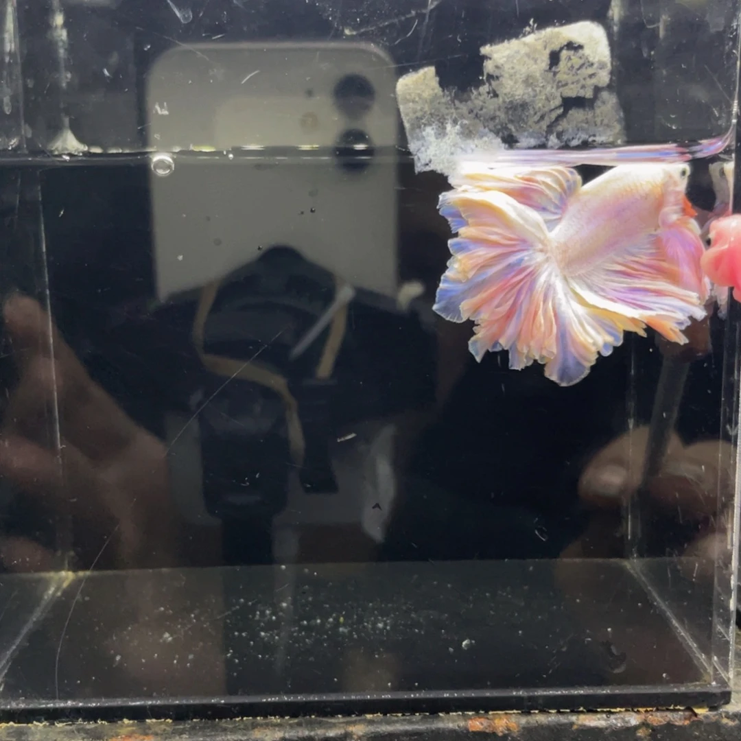 蛇***着斗鱼哈哈哈哈哈哈463