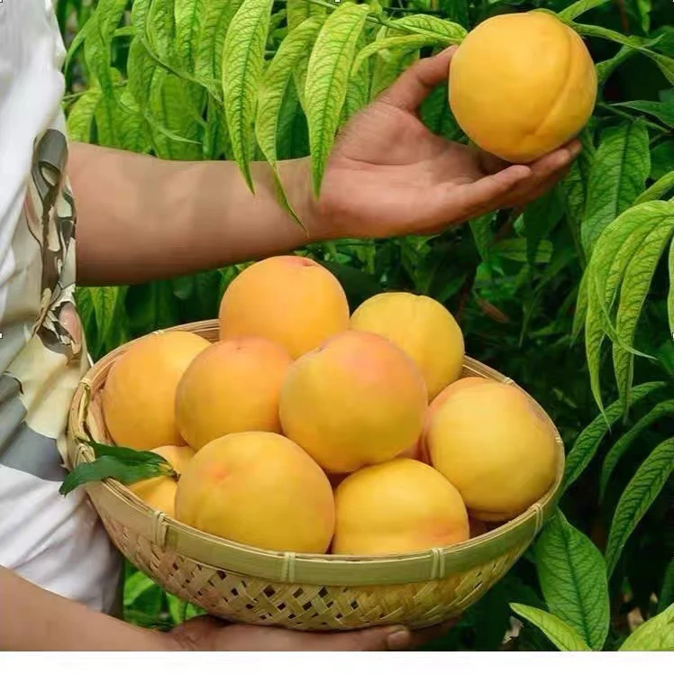 黄桃苗桃子苗树特大果炎陵黄桃苗嫁接桃树苗南方北方果树果苗