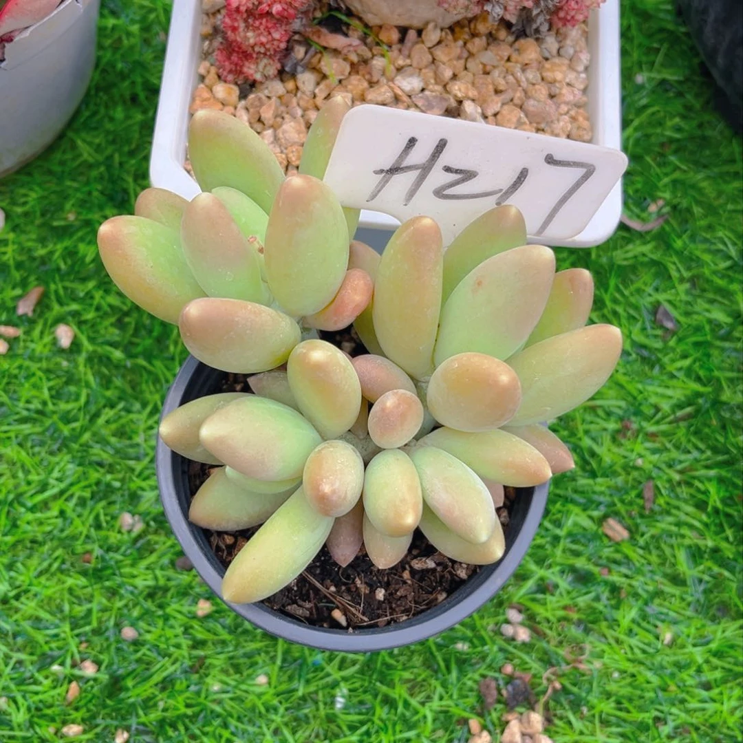 微*217dghjjjjjjjjjn