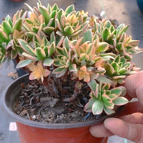 李*四123甜茶多肉植物