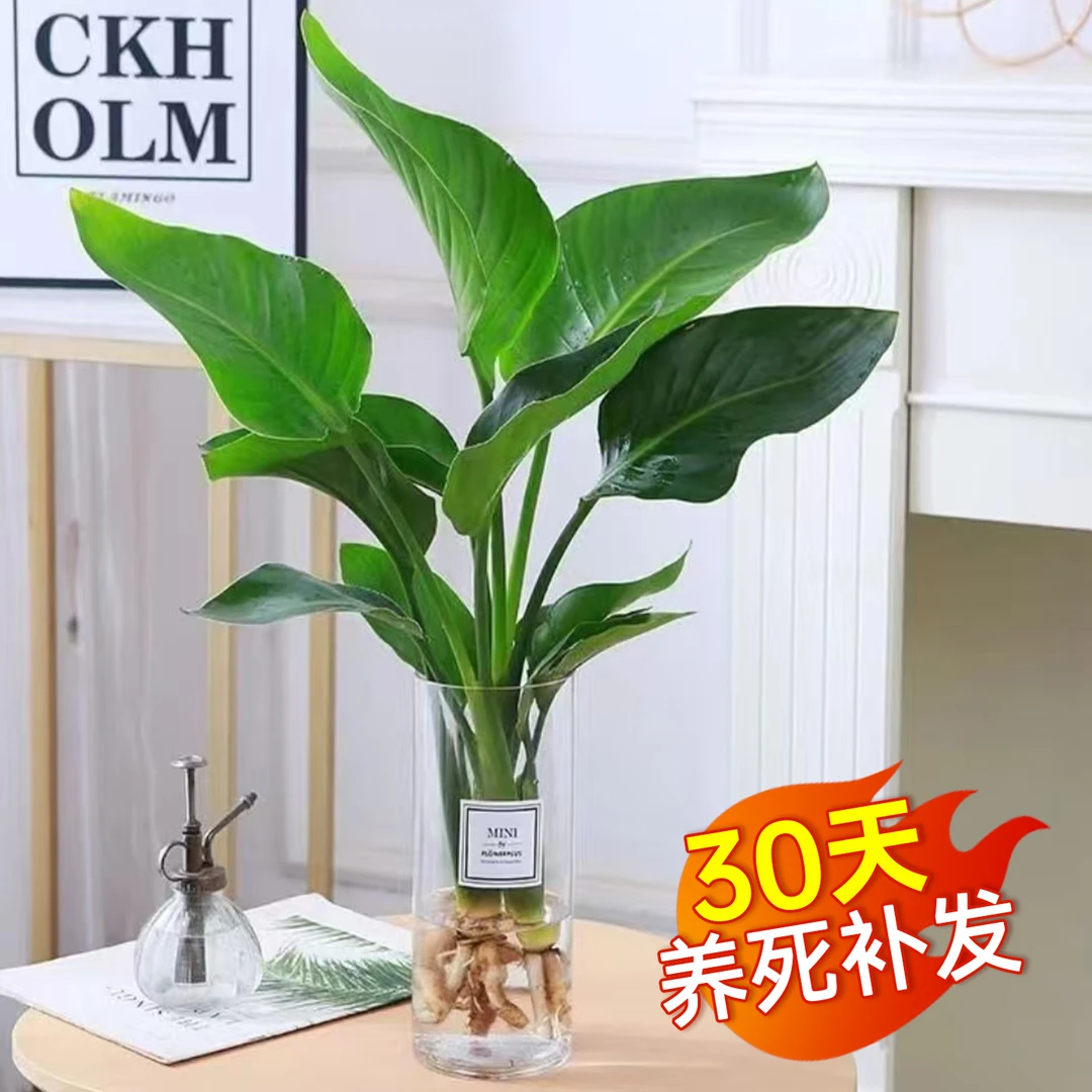 水培天堂鸟大型绿植室内盆栽水培花卉花卉水养电视柜两旁大型绿植