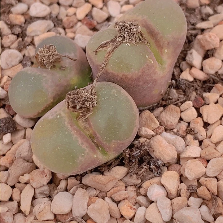 1485888888888969966855885