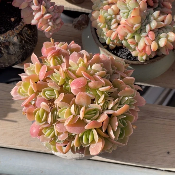 【闪购商品】辛娜塔朵朵