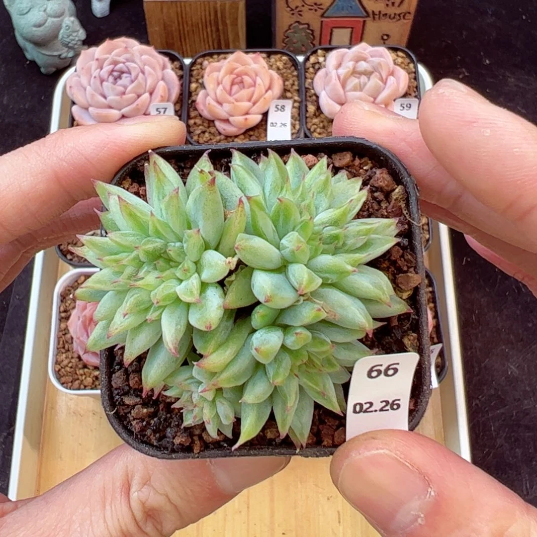 缀化66、哈哈哈哈