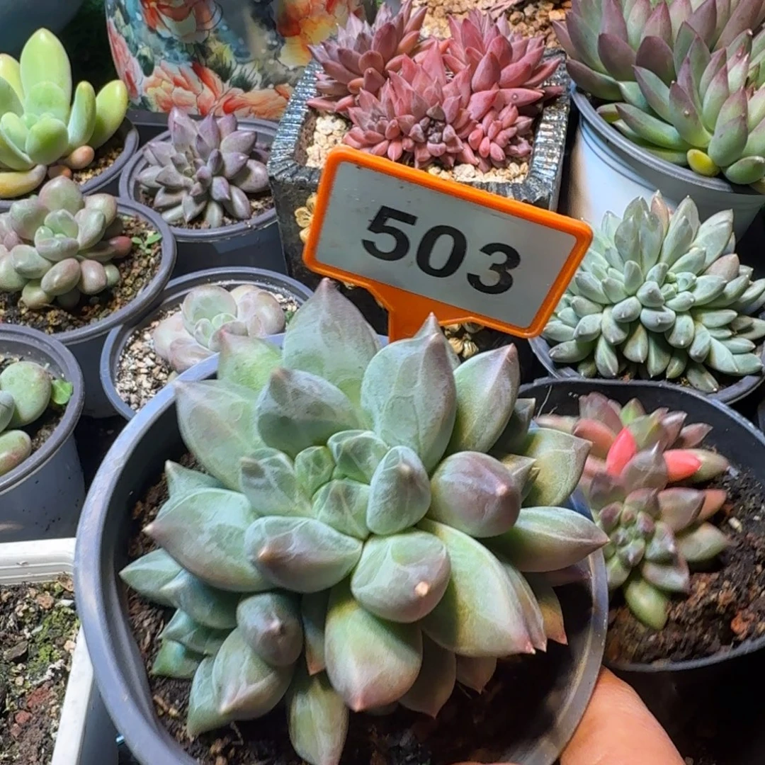 多肉植物彩体重楼503