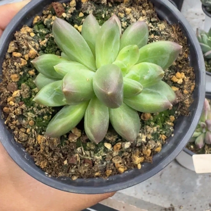 美人杂交 一物一拍