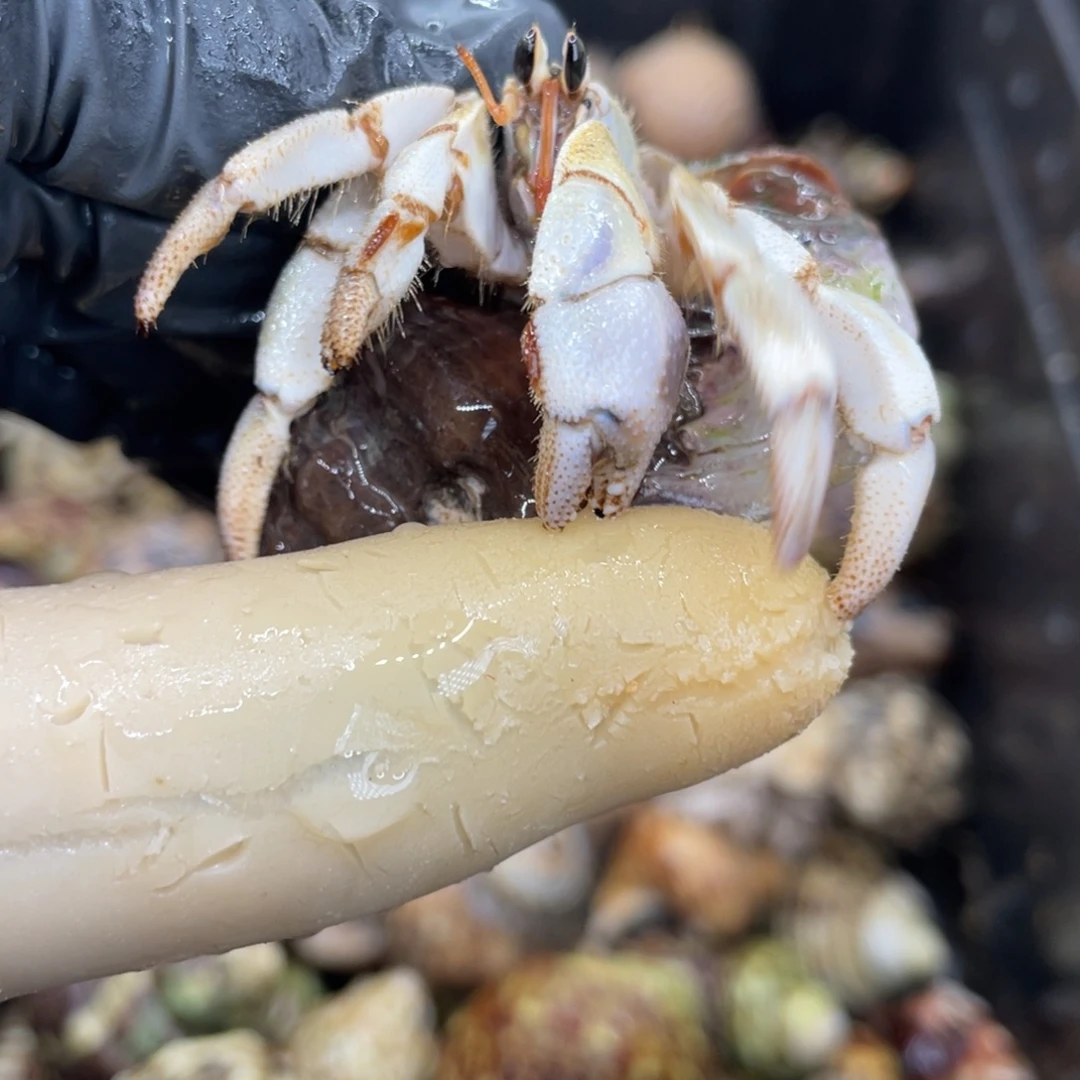 不退不换活体宠物109