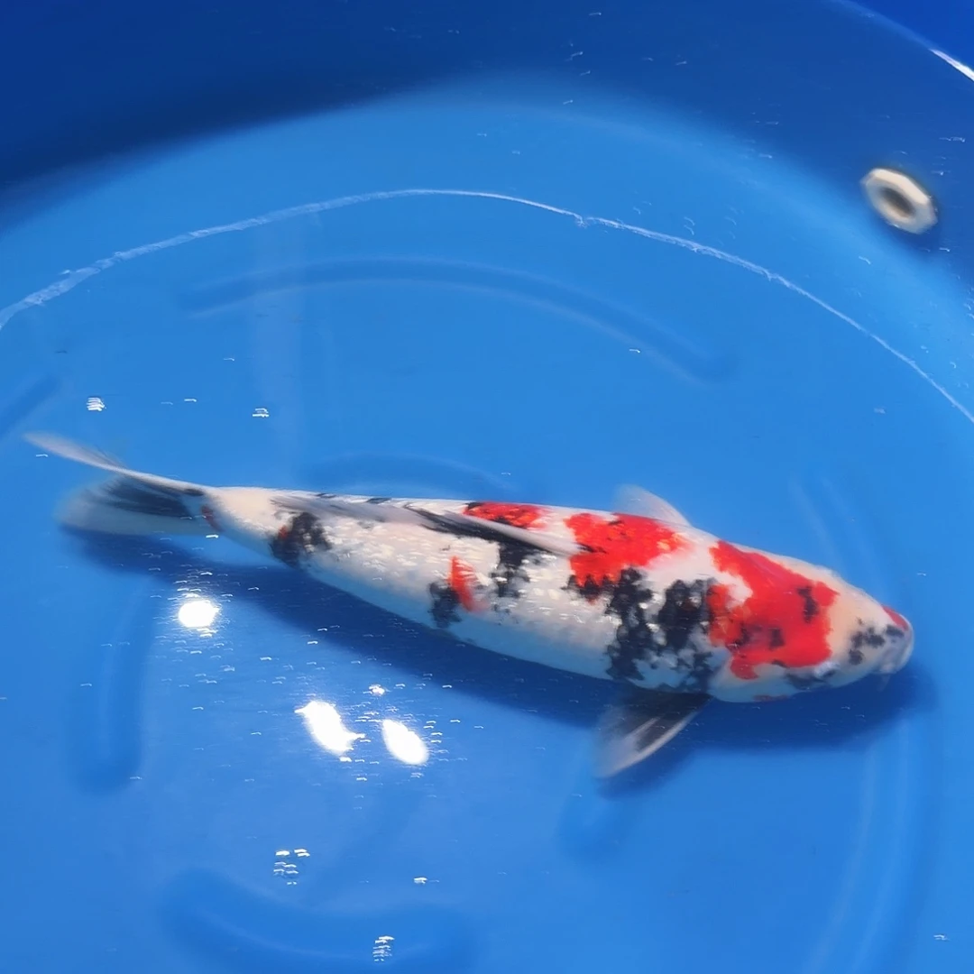 锦鲤昭和专拍链接