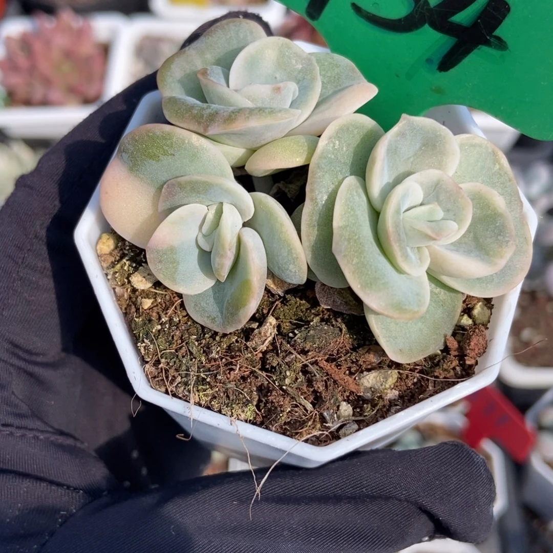 754可爱玫瑰锦多肉