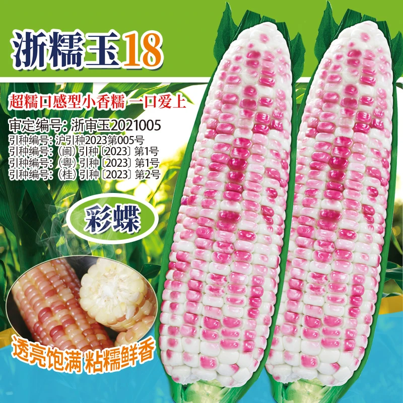 糯玉米种子高产小香糯品种黏糯米春季播种非转基因彩蝶粘苞米种植