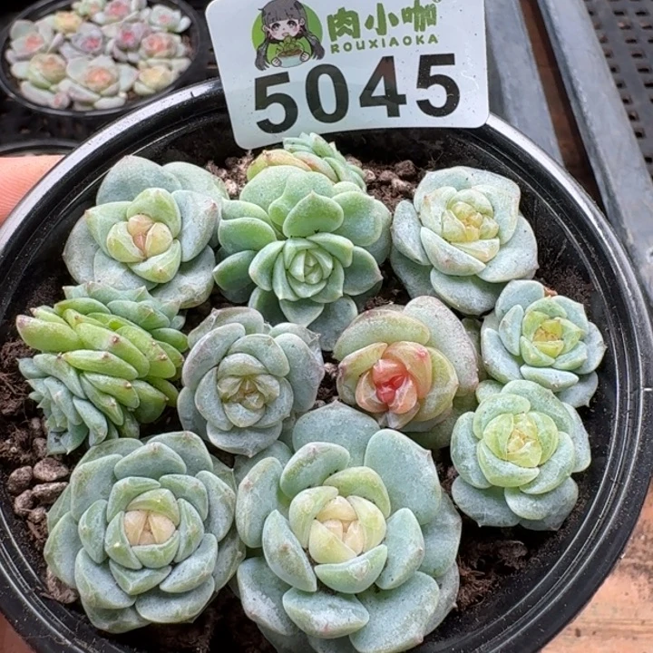 多肉植物多肉植物