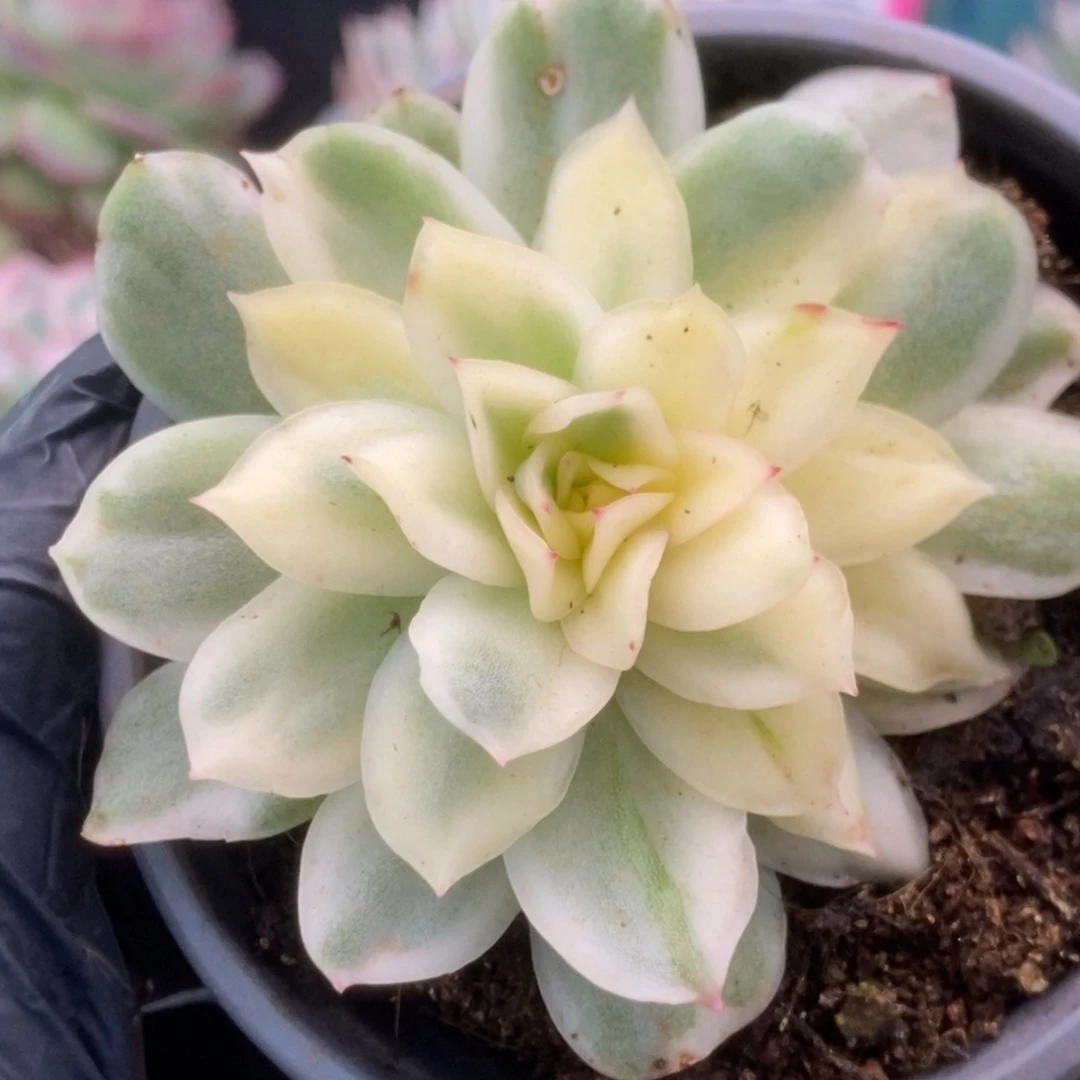 151仙影锦锦锦锦锦锦