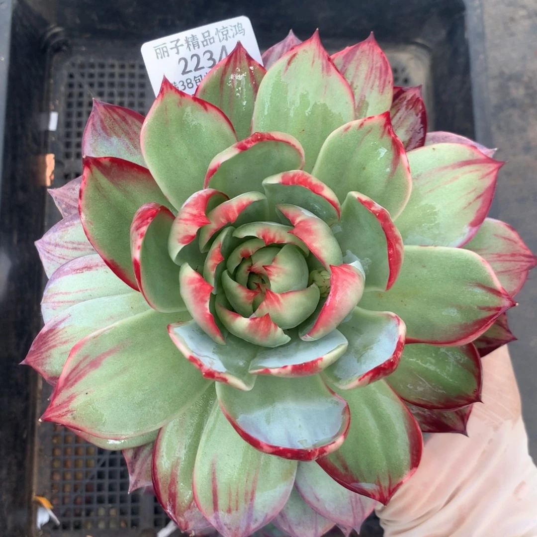2234号多肉植物惊鸿17