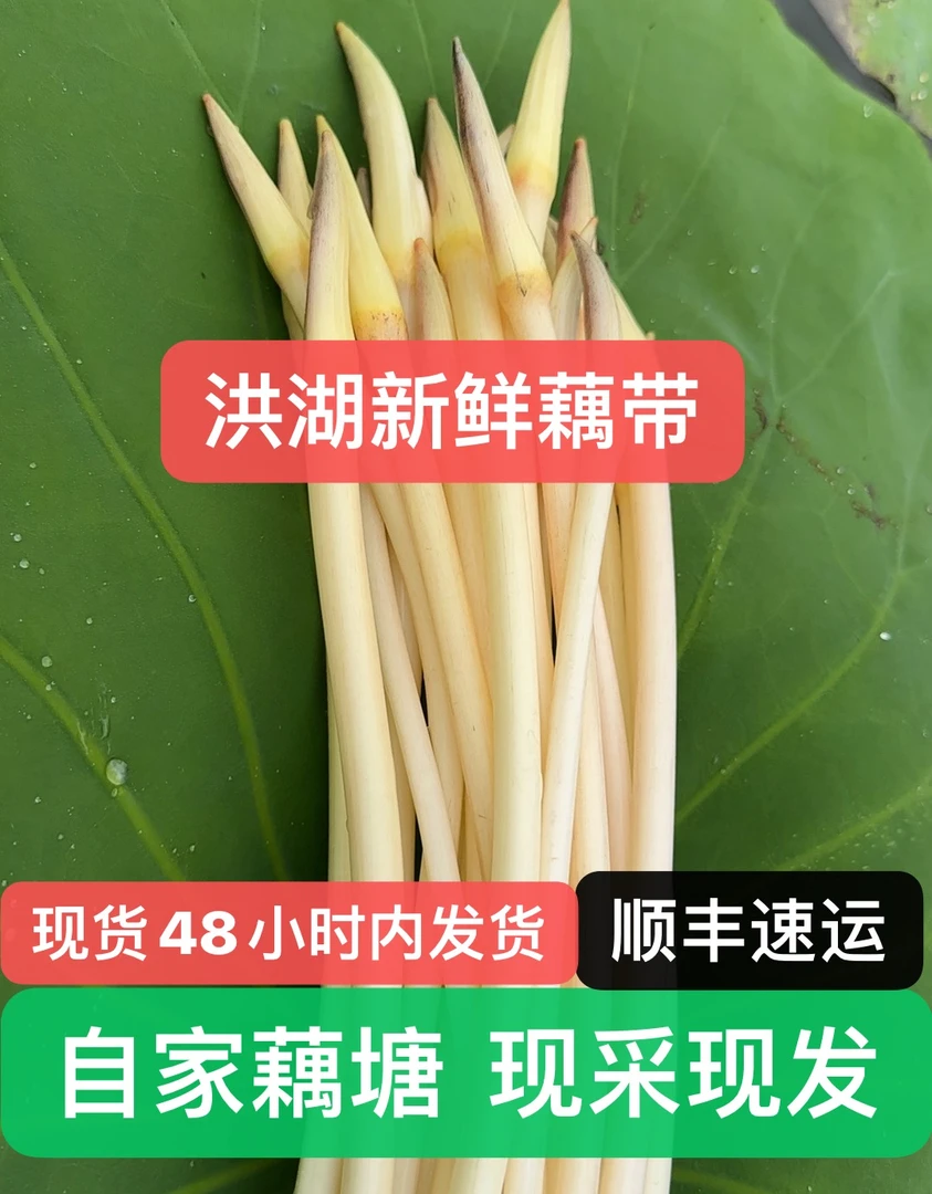 新鲜藕带【顺丰包邮】洪湖藕占藕尖藕稍子时令蔬菜鲜嫩脆爽农产品